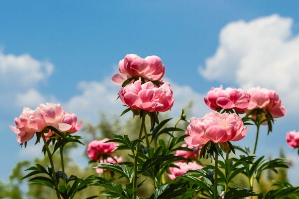 A propos des pivoines