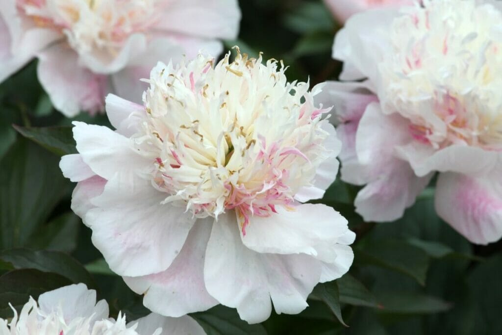 Quelle est l'odeur des pivoines ?