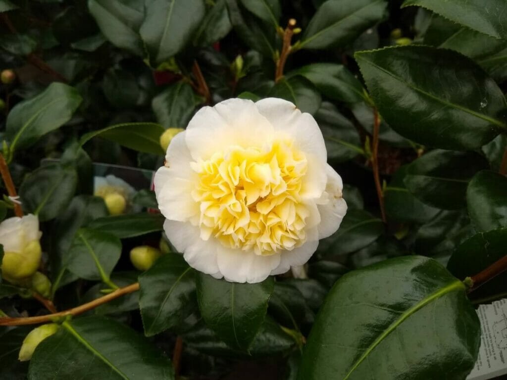 Camellia japonica 'Brushfield's Yellow'