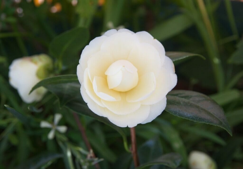Camellia japonica 'Dahlonega'