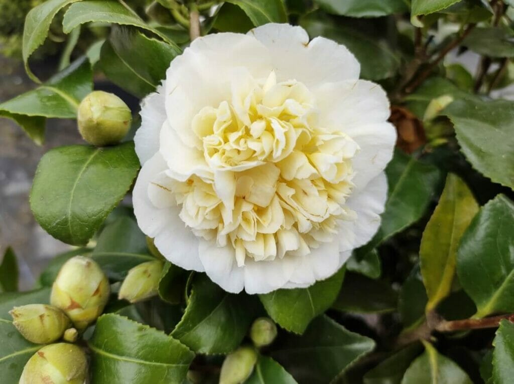 Camellia x williamsii 'Jury's Yellow'