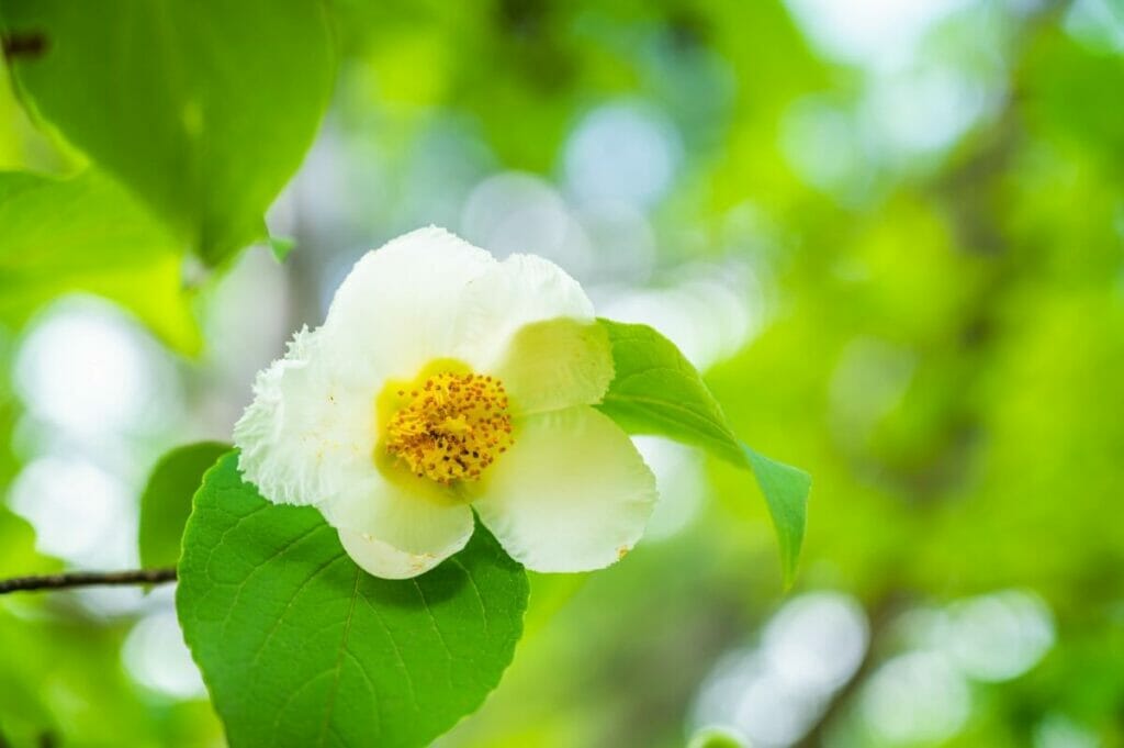 Stewartia japonais