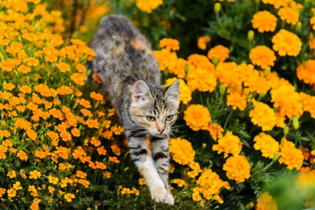 Qu'arrive-t-il aux animaux domestiques s'ils ingèrent des soucis ?