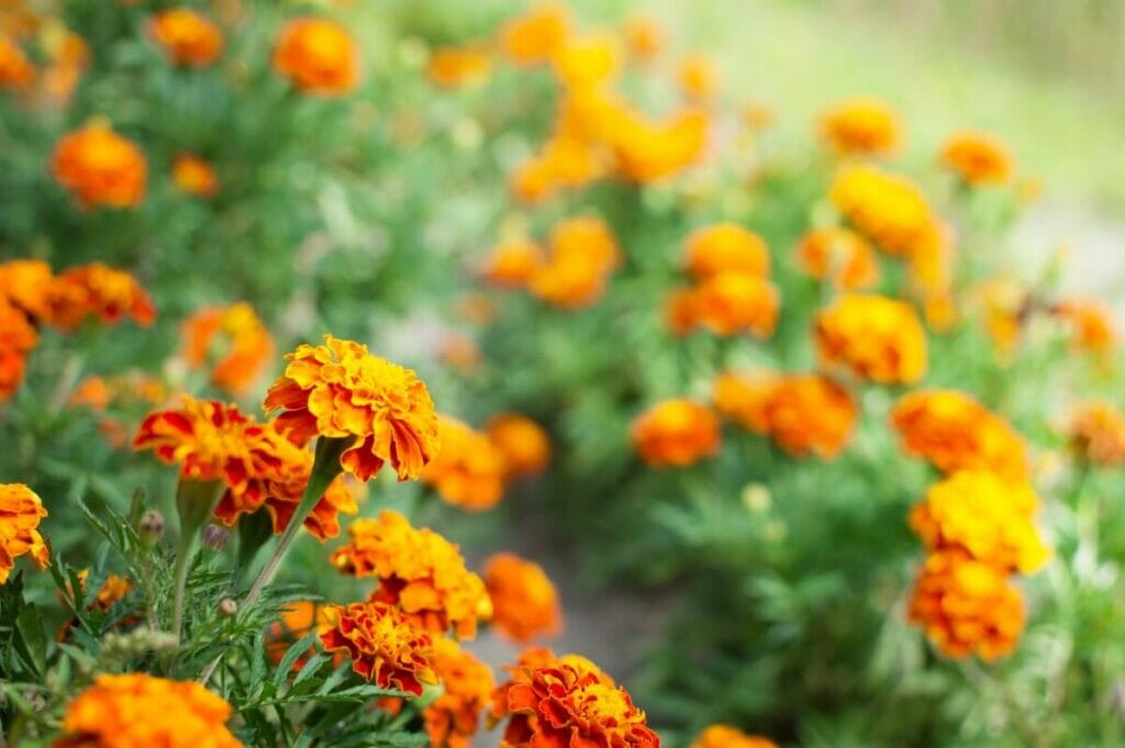 Les soucis affectent-ils les allergies ?