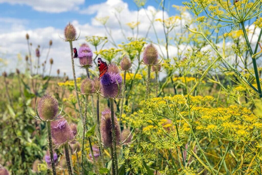 Les cardères sont des fleurs sauvages bisannuelles très appréciées.