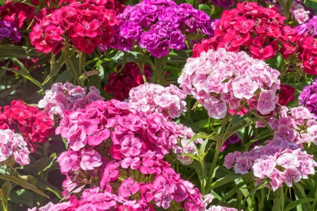 Les fleurs du genre Sweet William sont des fleurs sauvages bisannuelles très appréciées.