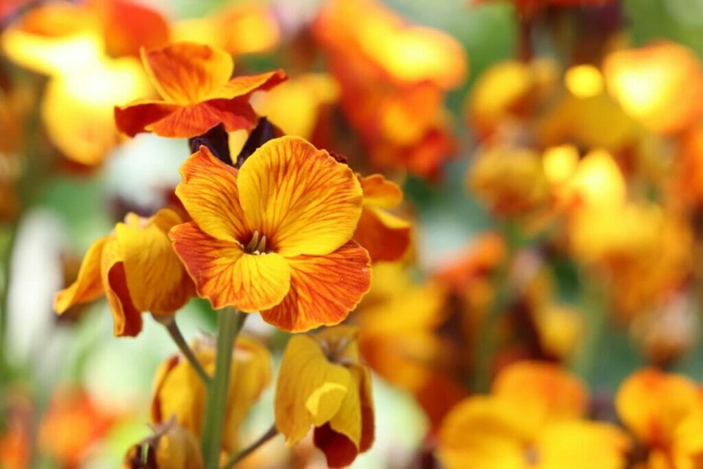 Les giroflées sont des espèces populaires de fleurs sauvages bisannuelles.