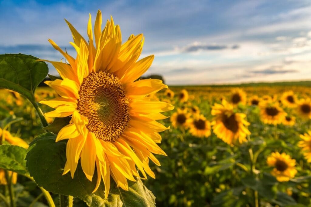 Les tournesols sont des espèces populaires de fleurs sauvages annuelles.