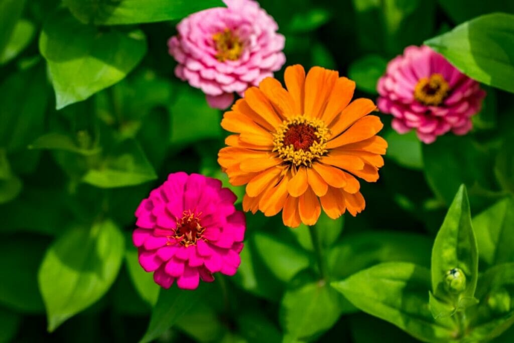 Les zinnias sont des fleurs sauvages annuelles très appréciées.