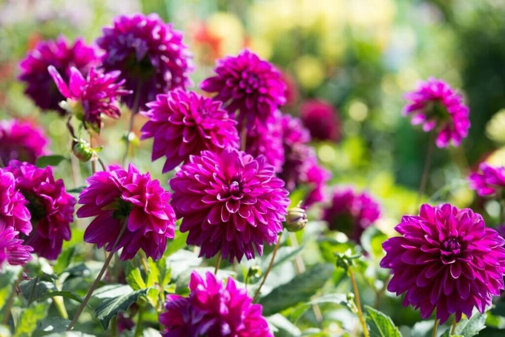 Quelle est la saison des dahlias ?