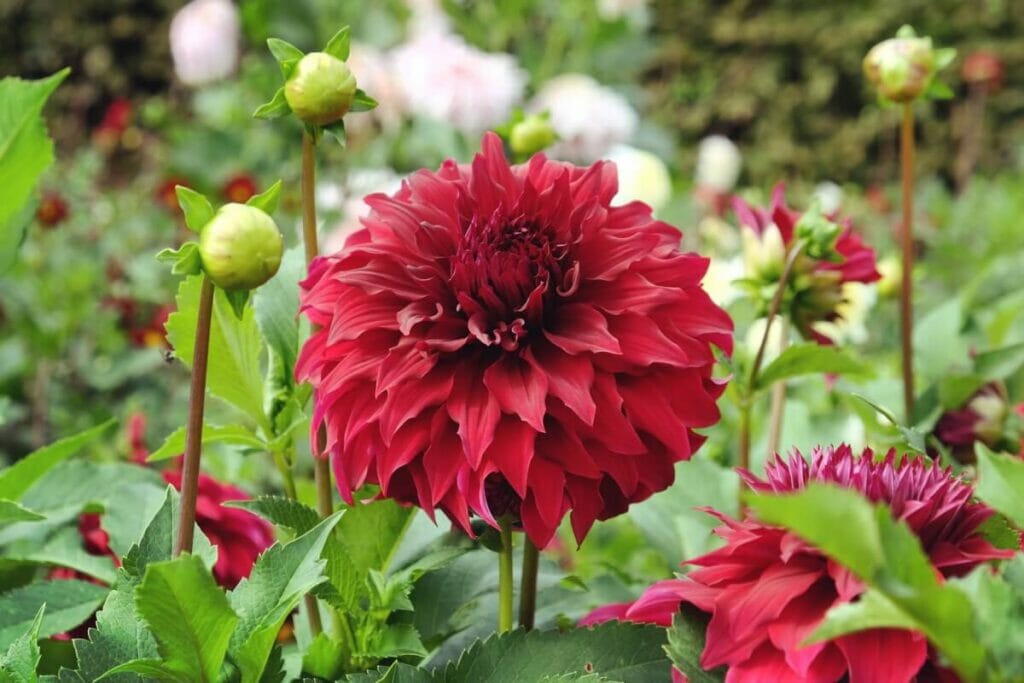 Types de dahlias de fin de saison
