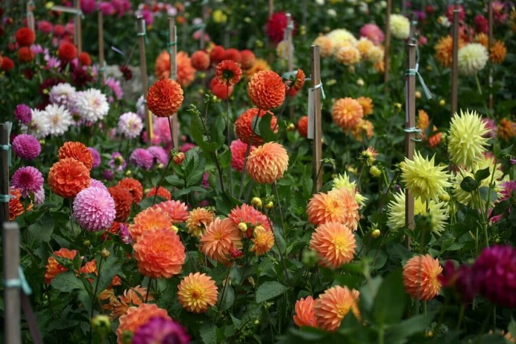 Facteurs influençant la saison des dahlias