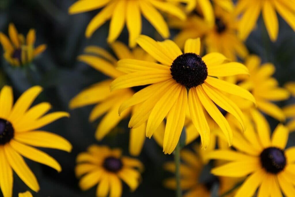 Les rudbeckies sont des fleurs sauvages vivaces très appréciées.