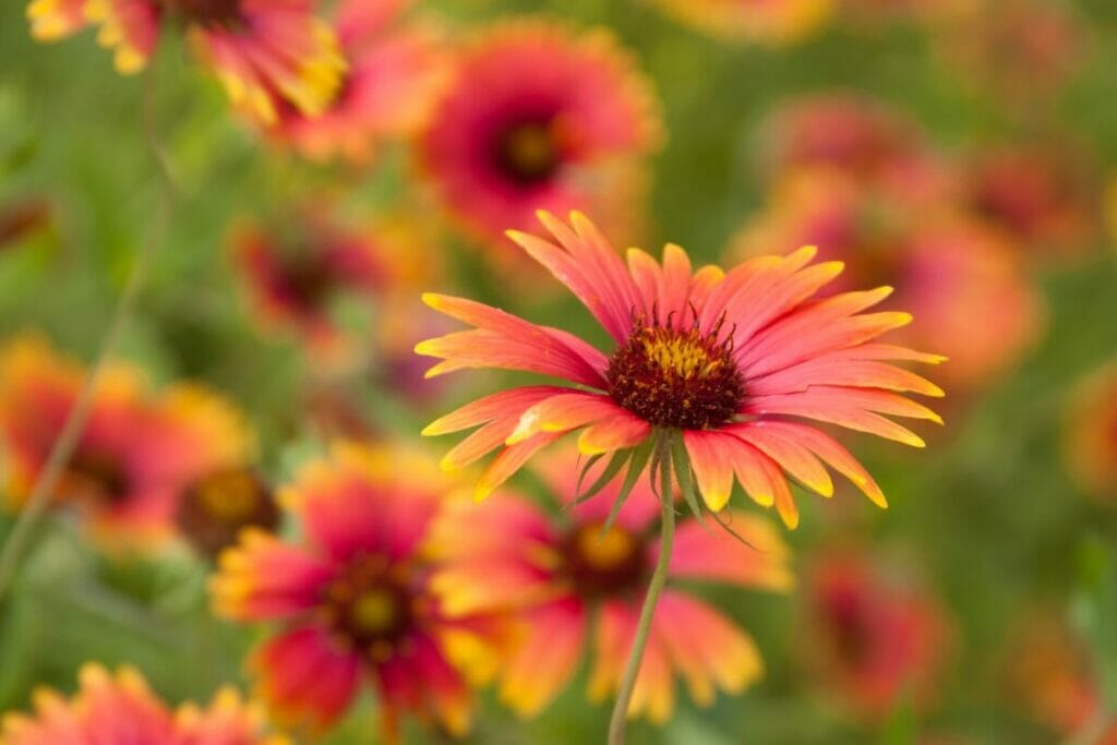 Les fleurs de couverture sont des espèces populaires de fleurs sauvages vivaces.