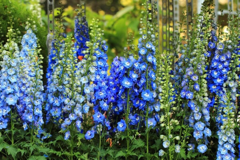 Les delphiniums sont des fleurs sauvages vivaces très appréciées.