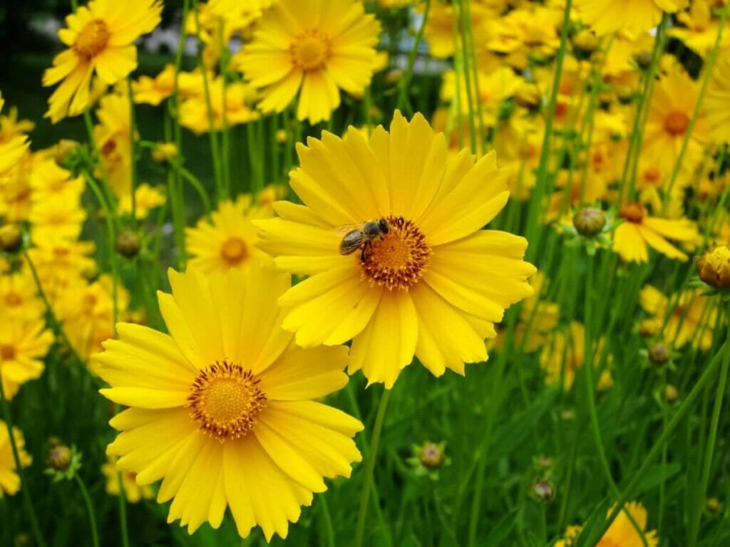 Les Coreopsis à feuilles étroites sont des fleurs sauvages vivaces très appréciées.