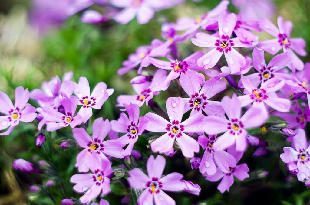 Phlox
