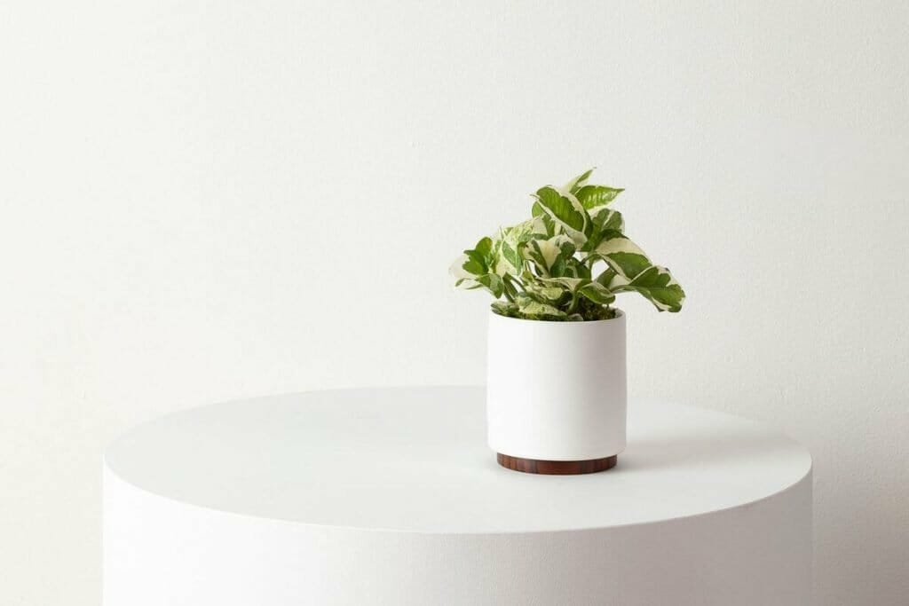 Pothos N'joy de Leon et George