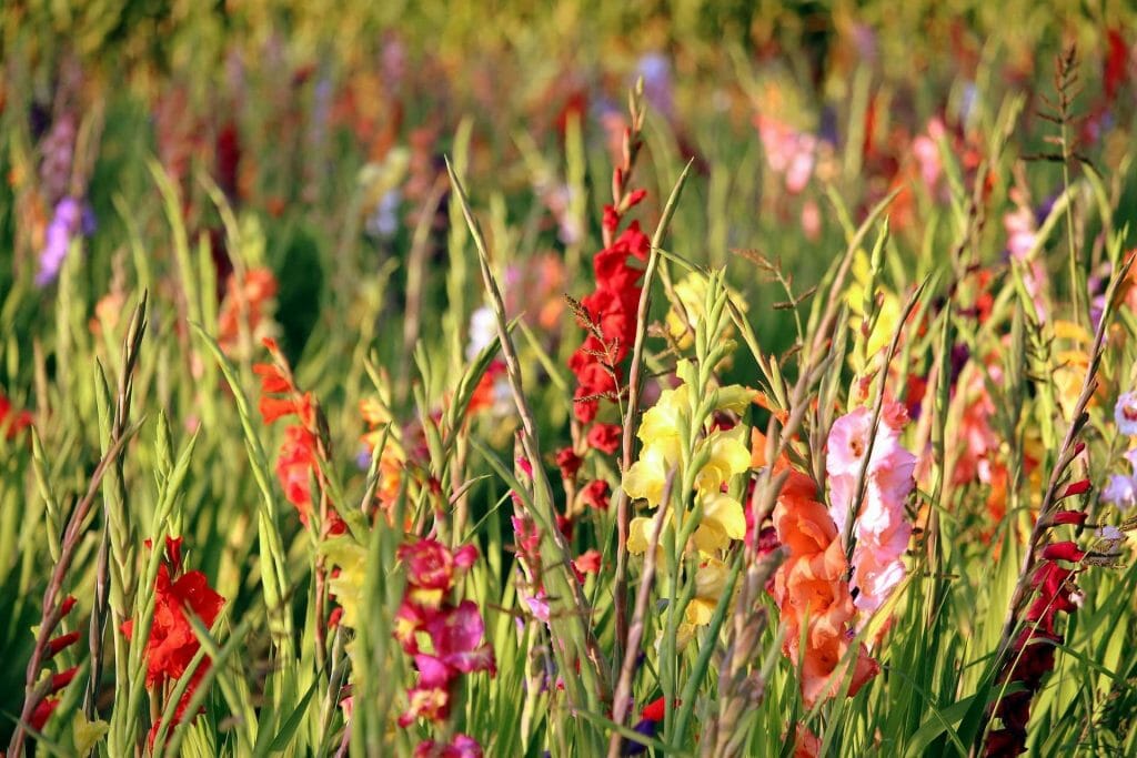 Hybridation des fleurs de glaïeul