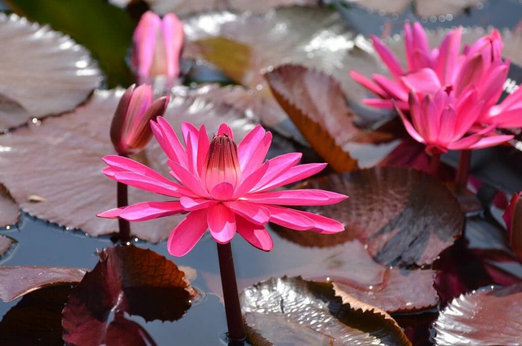 A propos de la fleur de lotus