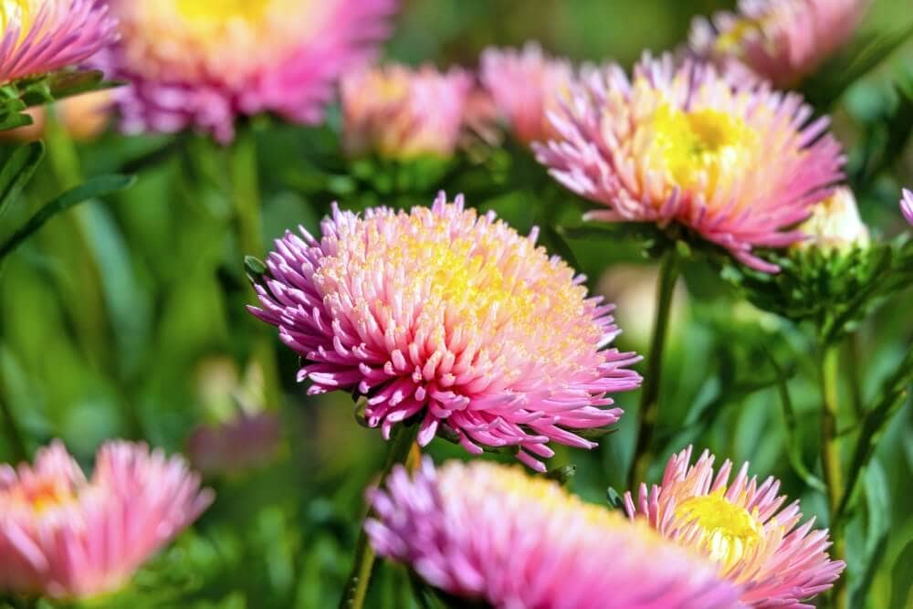 Faits historiques sur les fleurs d'aster