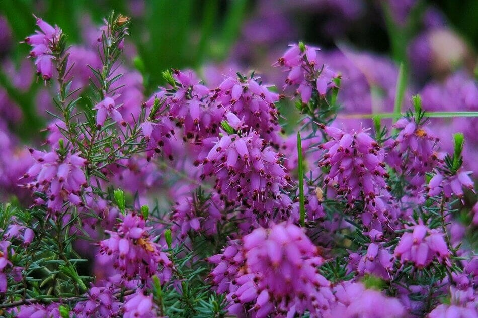 Bruyère clochette pourpre (Erica cinerea) 