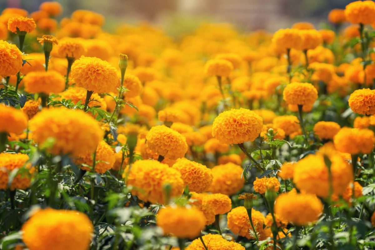 15 utilisations et avantages étonnants des fleurs de souci