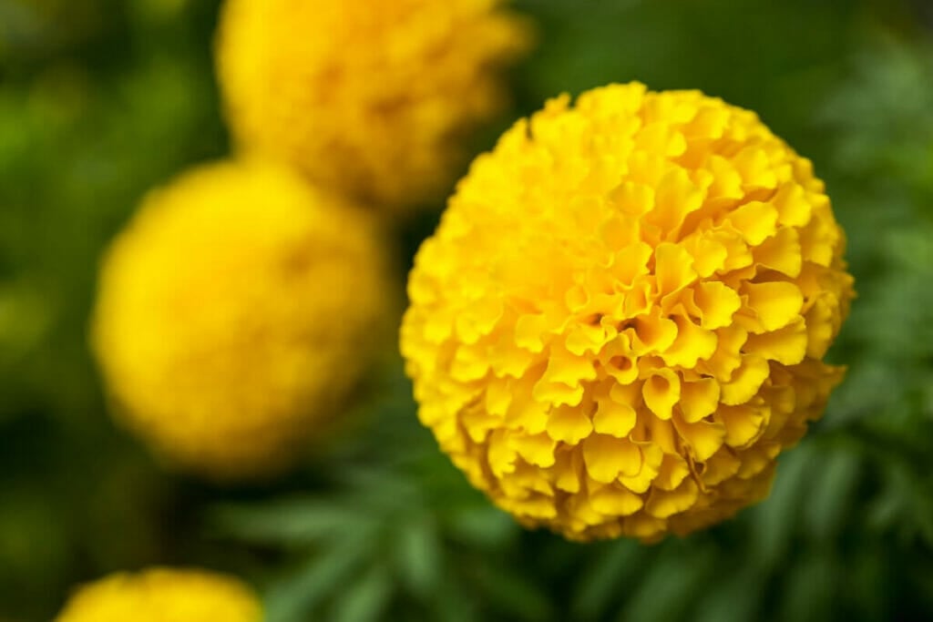 Jaune vif
