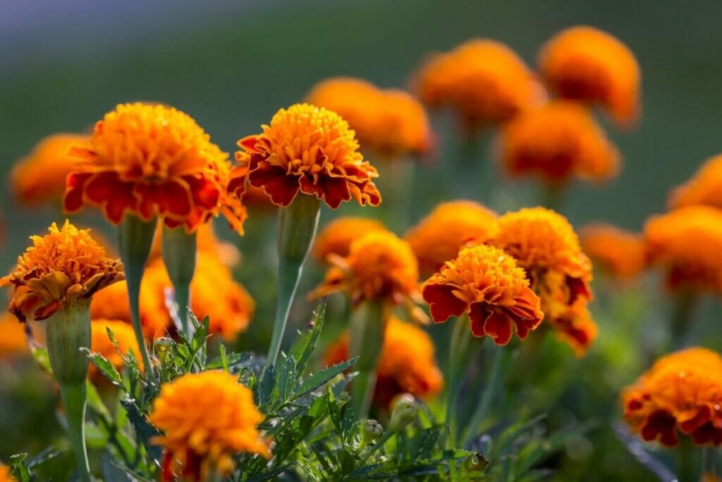 Aperçu botanique