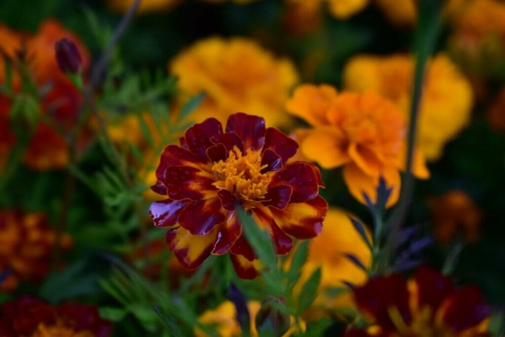 Orange-Rouge