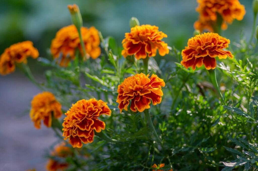 Orange-Jaune Bicolore