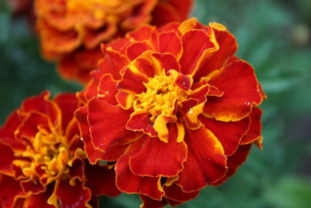 Rouge-Jaune Bicolore