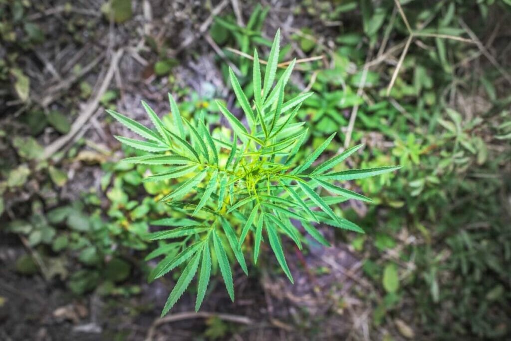 Tagète du cône sud (Tagetes minuta) :