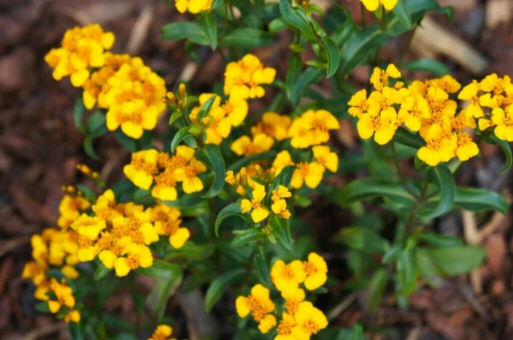 Estragon mexicain (Tagetes lucida) :