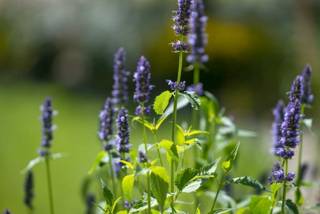 Autres conseils de culture