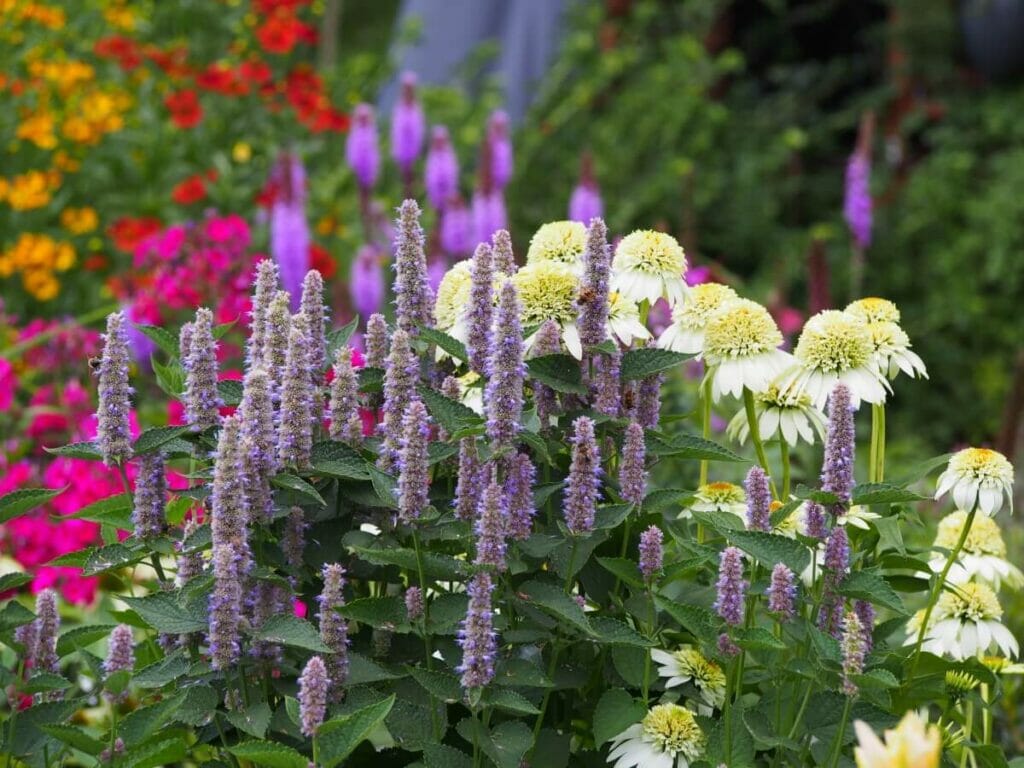 Comment cultiver et prendre soin de la menthe des colibris