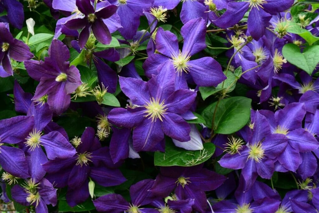 A propos des fleurs de clématite