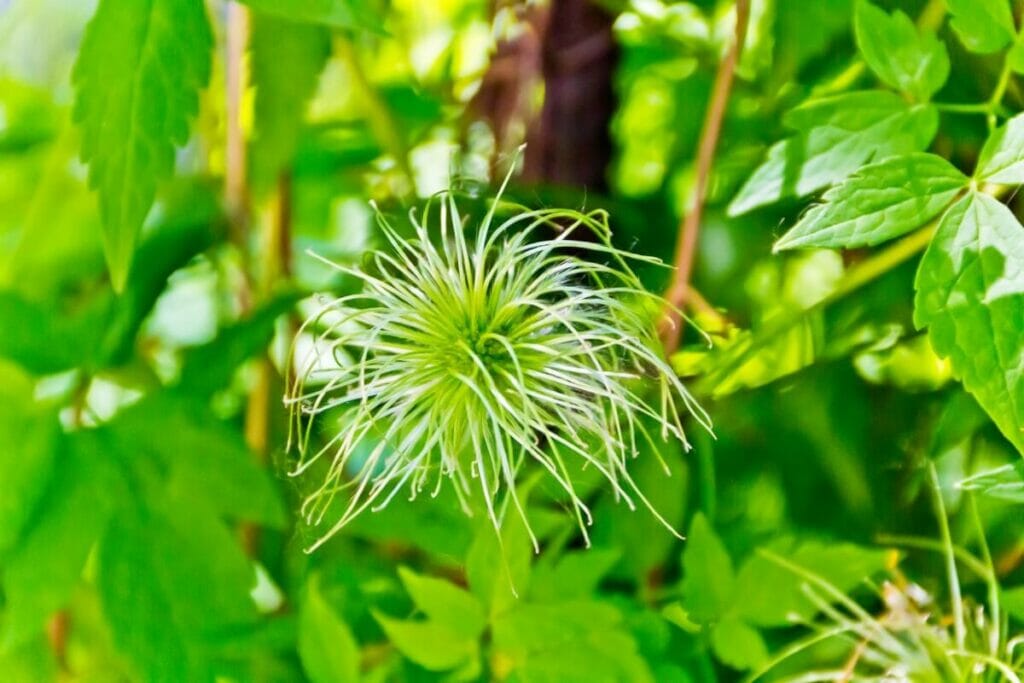 Fleurs de clématite verte