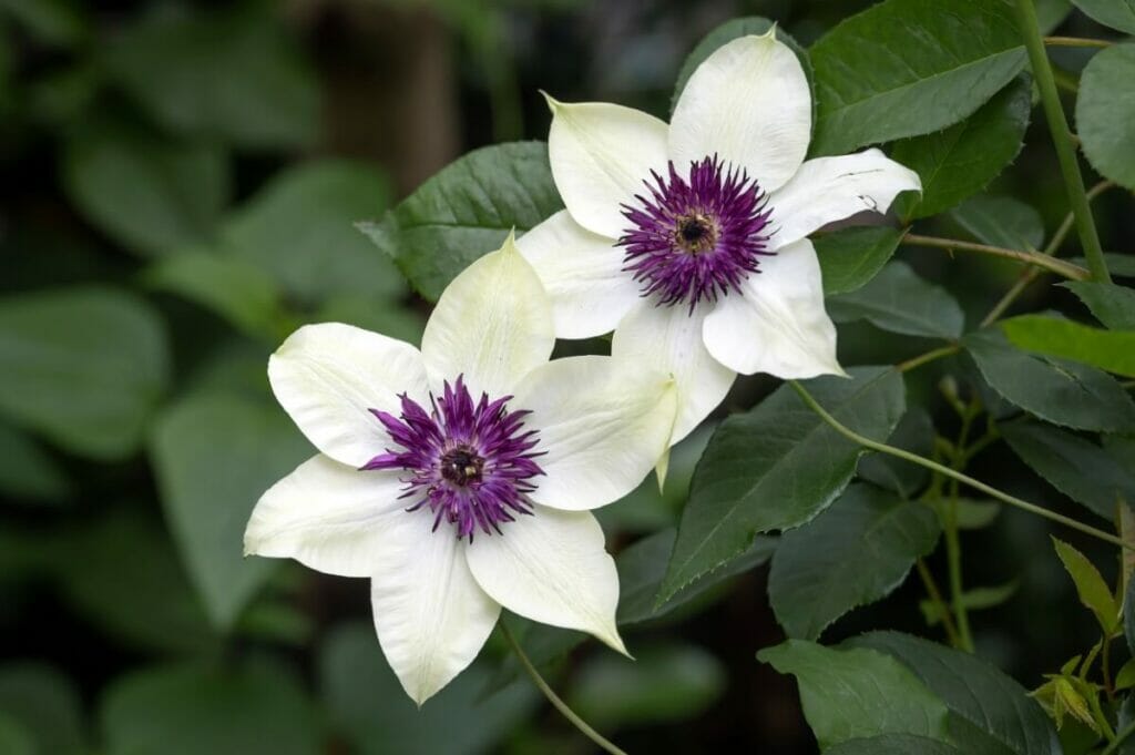 Clématite de Floride