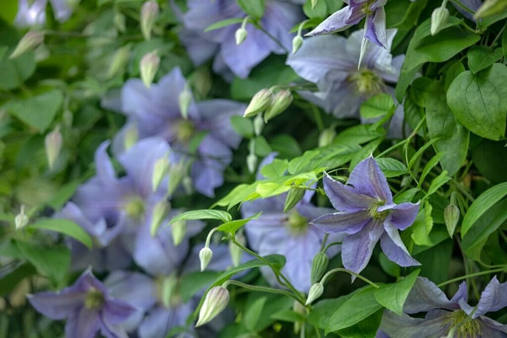 Clematis 'Perle d'Azur