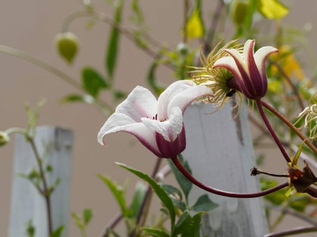 Clématite du Texas