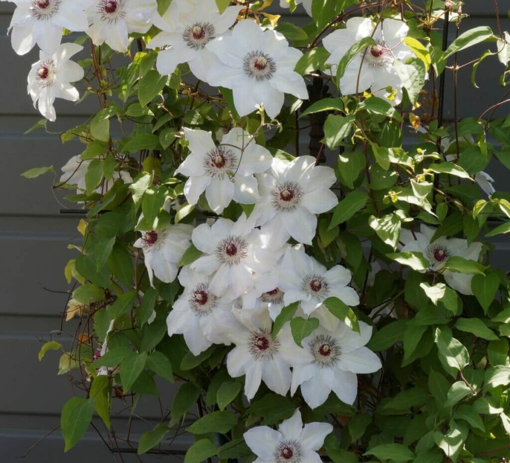 Clematis 'Henryi