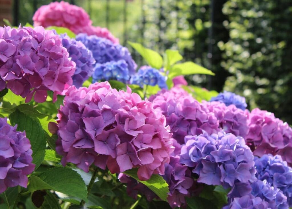 Hortensia