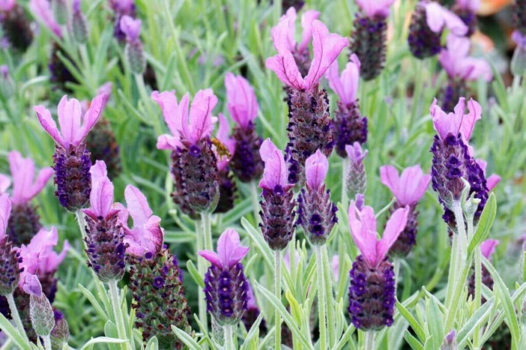 Anouk Lavender