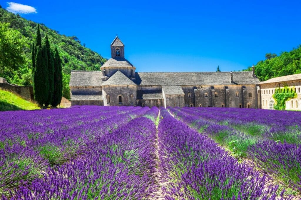 Provence Lavandin