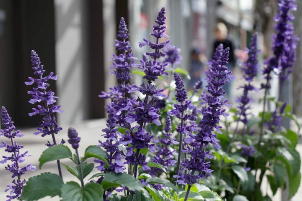 Betty Blue Lavender