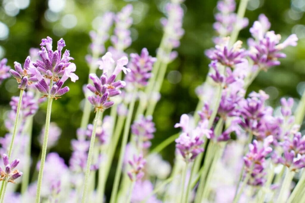 Mlle Katherine Lavender