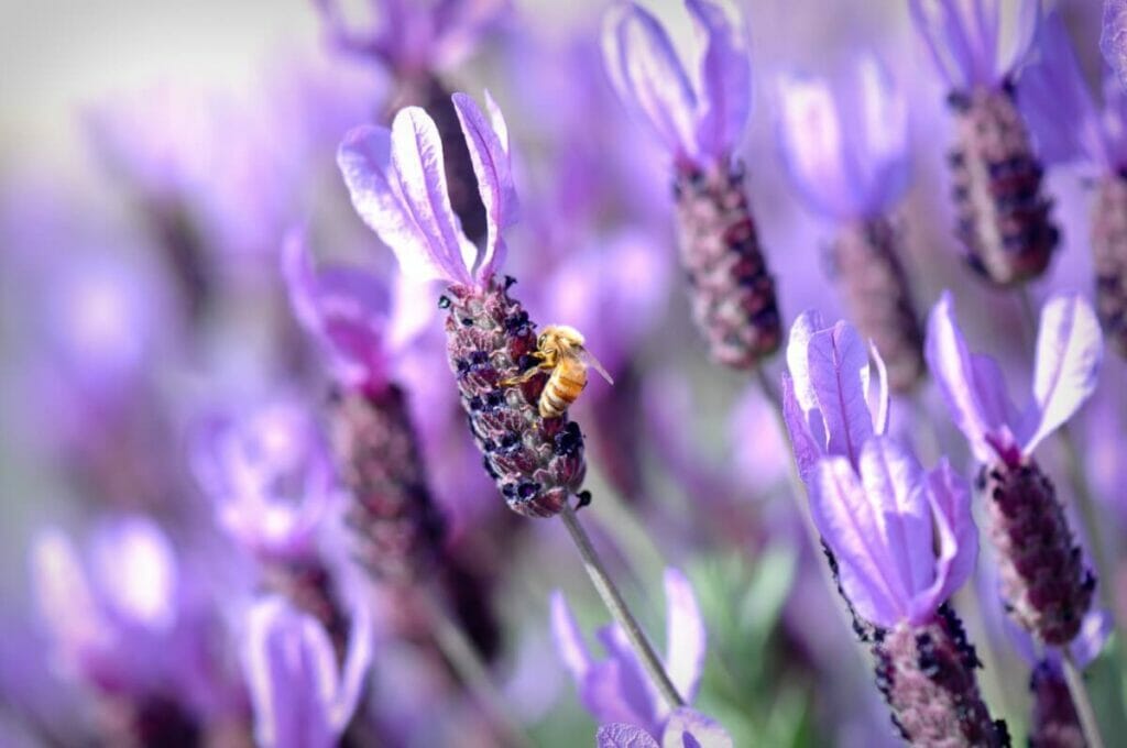 Abeille d'hiver Lavande espagnole