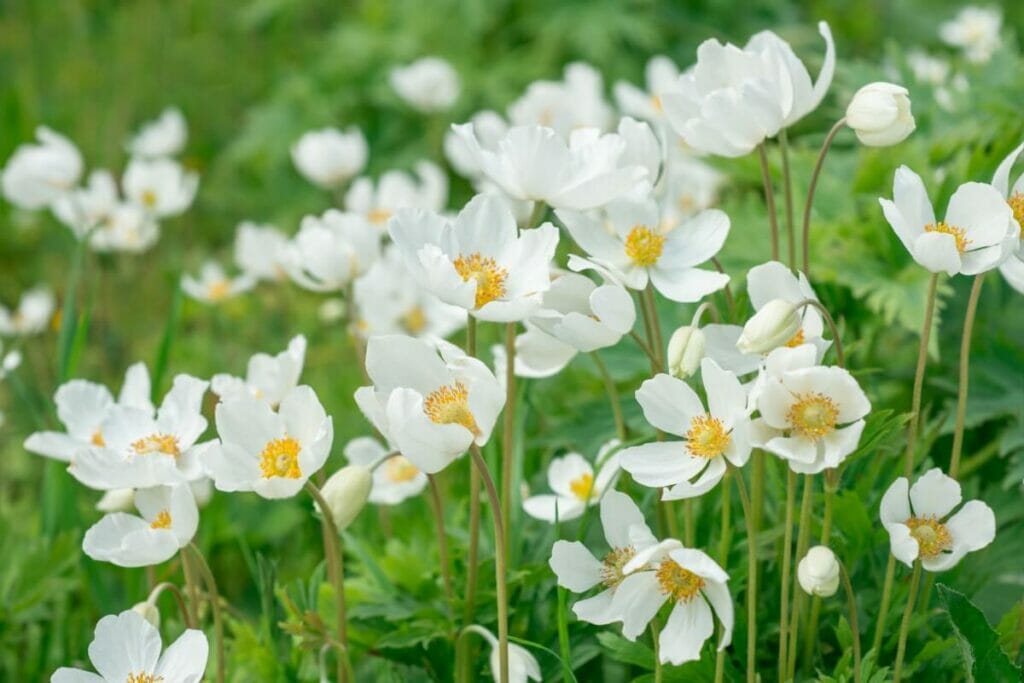 Anémones blanches