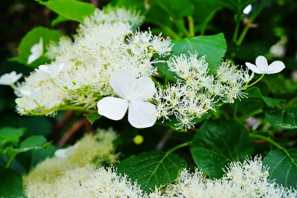 Hortensia grimpant